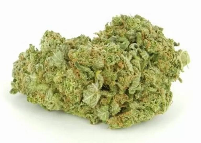 Being a cross between indica and sativa cannabis, Skunk can be indica-dominant, with mostly body-building effects, or sativa-dominant, with mostly cerebral effects. Skunk has been an instant hit with regular marijuana users and won the first Cannabis Cup.