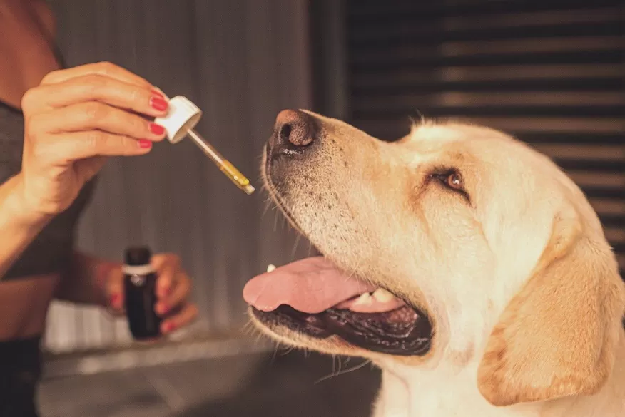 Huile cbd pour animaux
