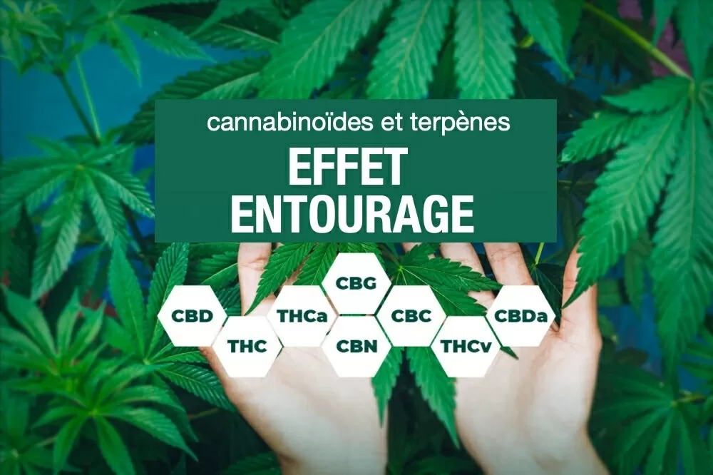 Entourage