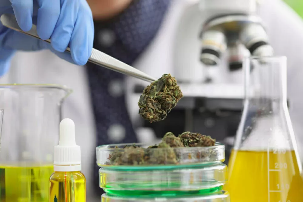 Extraction du CBD