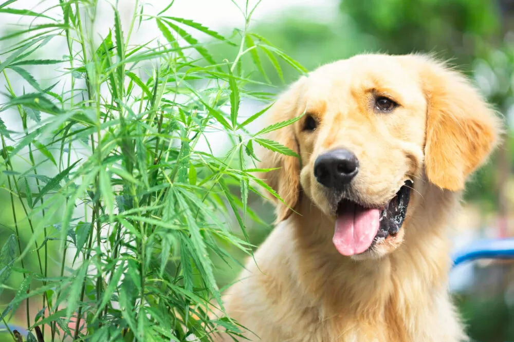 Huile cbd pour chiens et chats