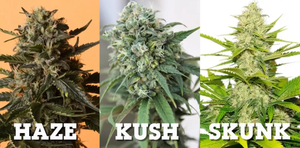 Haze skunk kush