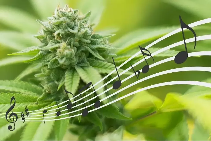Musique marijuana