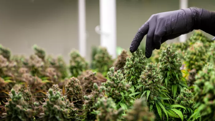 CBD Cannabis