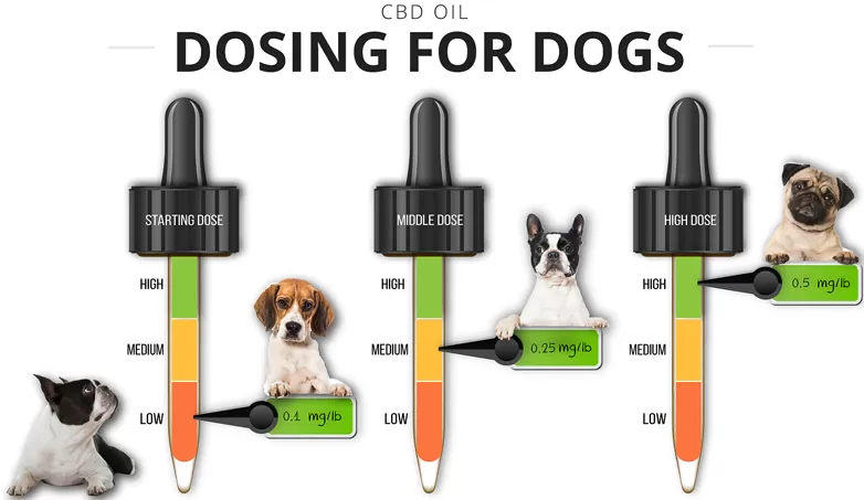 Olio di CBD come somministrarlo agli animali domestici