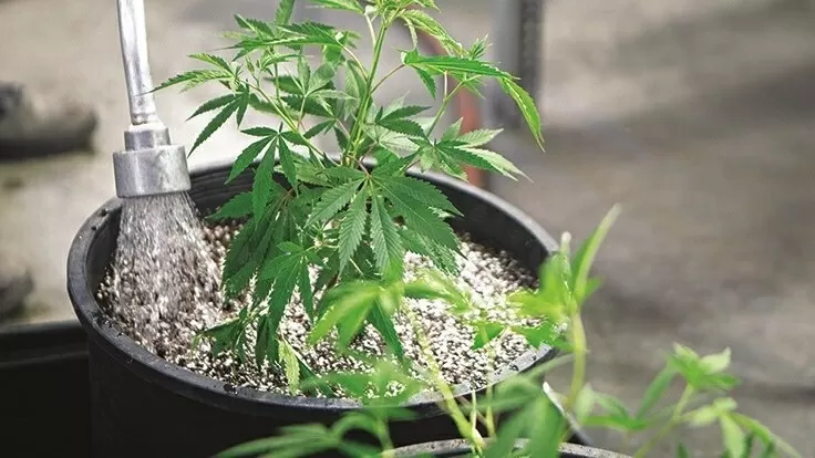 Growing cannabis