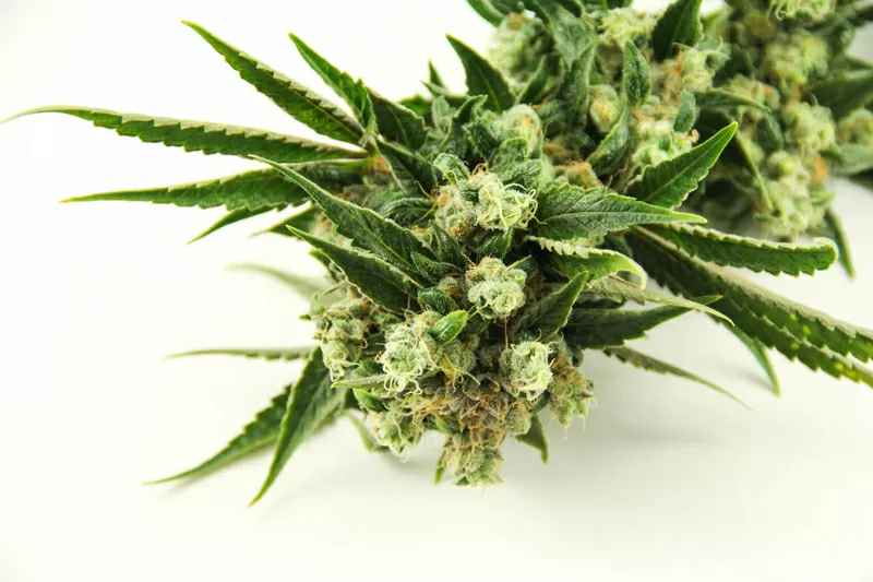 Candy Kush indoors1