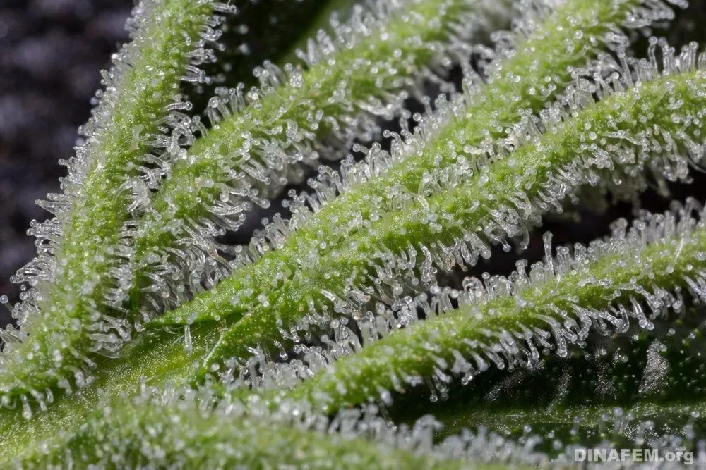 Les trichomes ne sont pas uniquement présents sur la plante de cannabis mais sur un grand nombre d’autres végétaux terrestres et quelques algues.