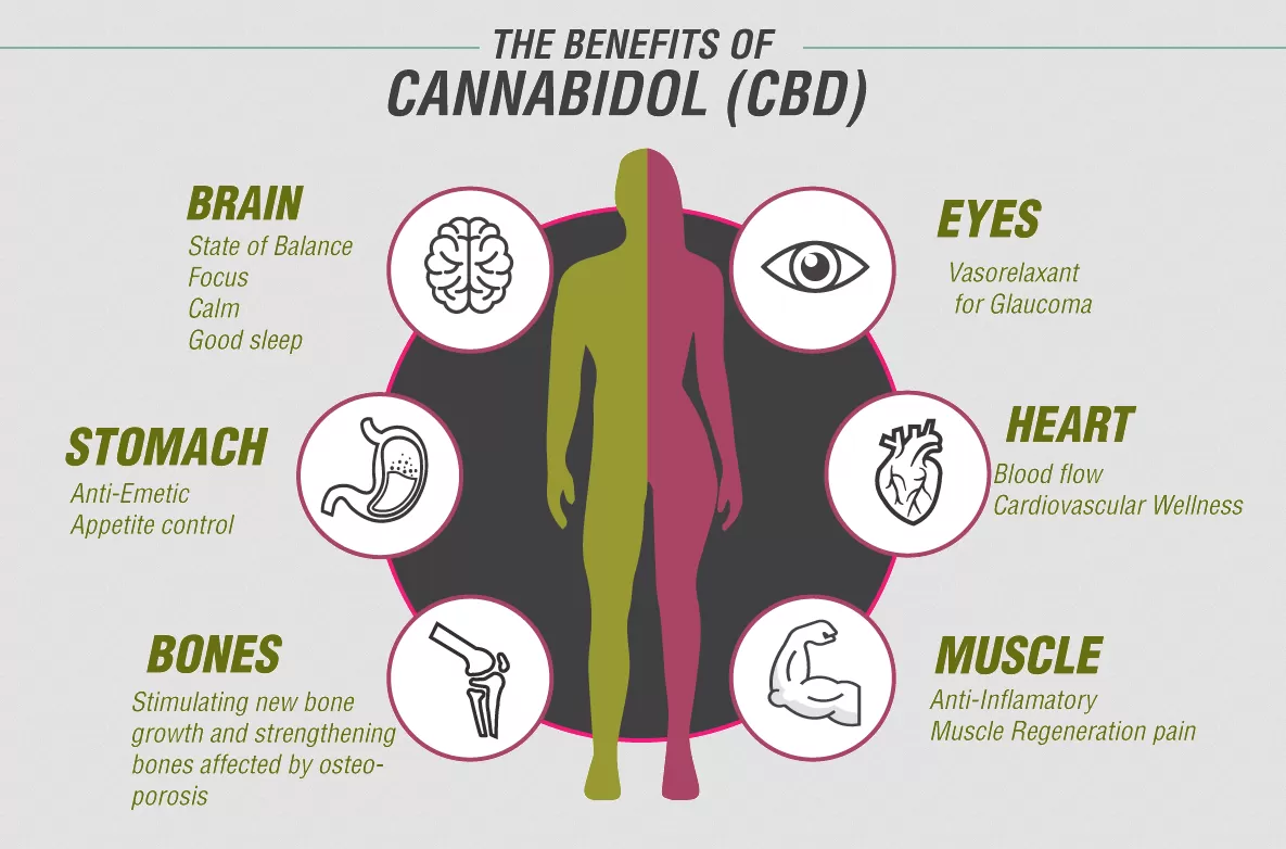 El aceite de CBD es a todos los efectos un derivado del cannabis sativa, que se obtiene según diferentes métodos de extracción aplicados a las inflorescencias femeninas.