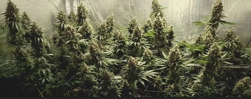 La Silver Haze doit son nom aux inflorescences caractéristiques couvertes de trichomes qui leur donnent un éclat argenté.