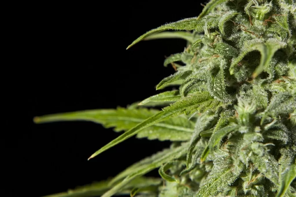 Lancée seulement en 1990, la Super Skunk est rapidement devenue une variété populaire.