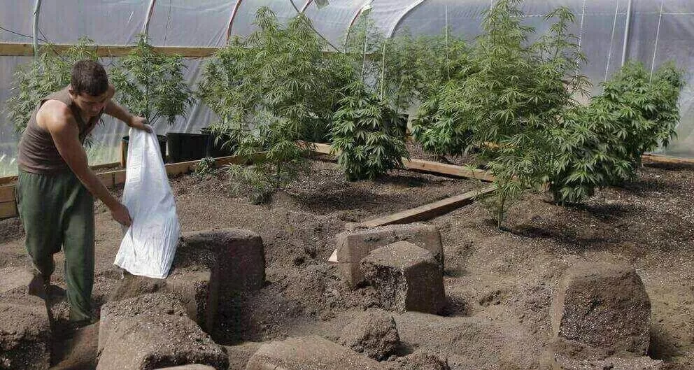 Guano di pipistrello e cannabis