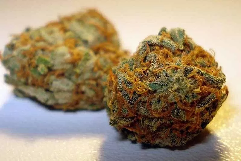 Orange Bud ce qu il est