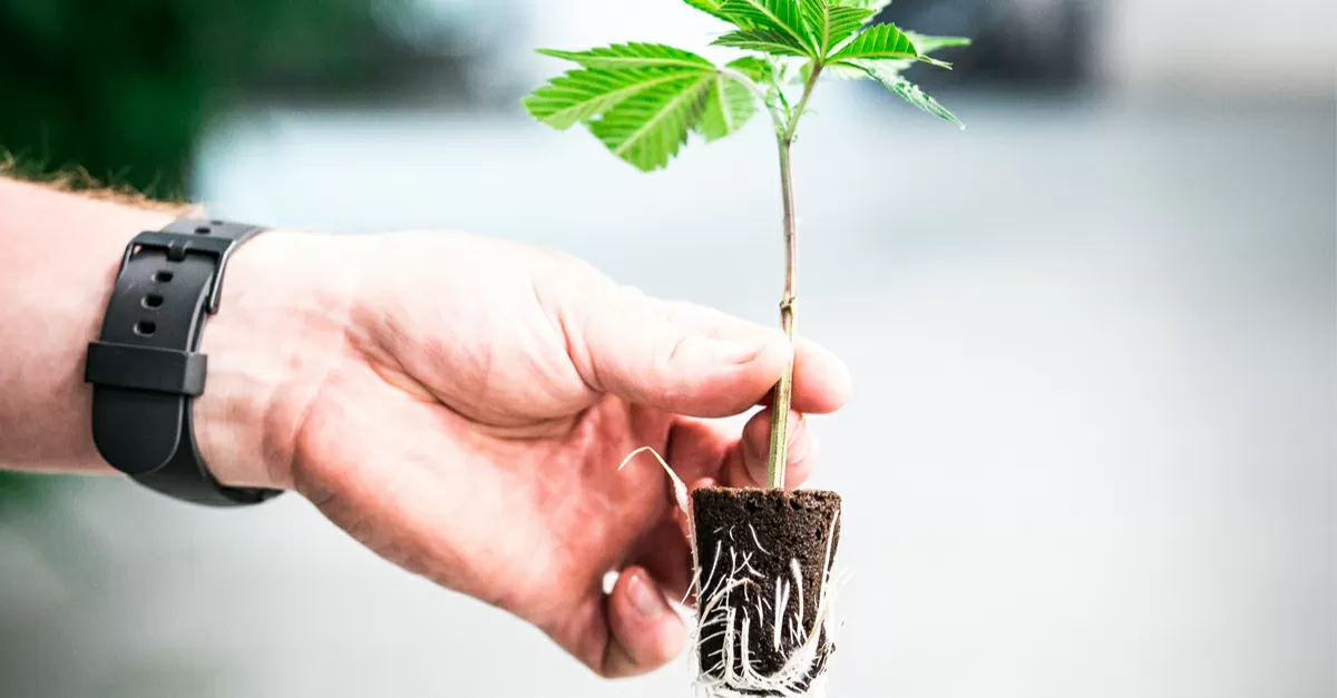 Cannabis cuttings