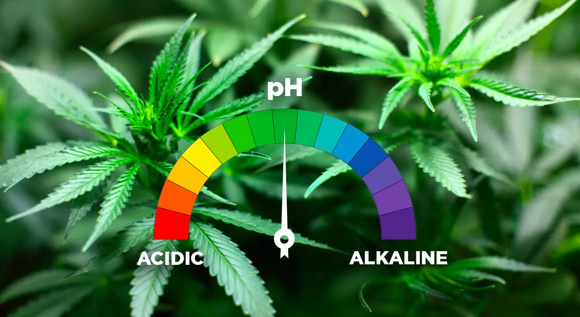 Un bon cultivateur doit essayer de créer les conditions et l'environnement adéquats, en tenant compte de l'éclairage, de la température, de l'humidité, sans oublier un élément fondamental, le pH.