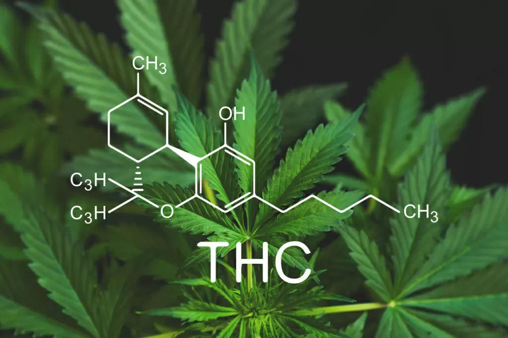 Le temps utile et nécessaire pour se préparer adéquatement au test THC est d'environ 2 semaines. L'une des méthodes les plus efficaces consiste à éliminer le THC par une sorte de "processus de nettoyage" dans l'organisme.