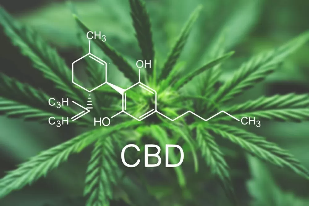 Il n'existe actuellement aucune étude scientifique décrivant précisément les effets secondaires du cannabidiol ou CBD. Ce qui est certain, c'est qu'il est très bien assimilé par le corps humain.