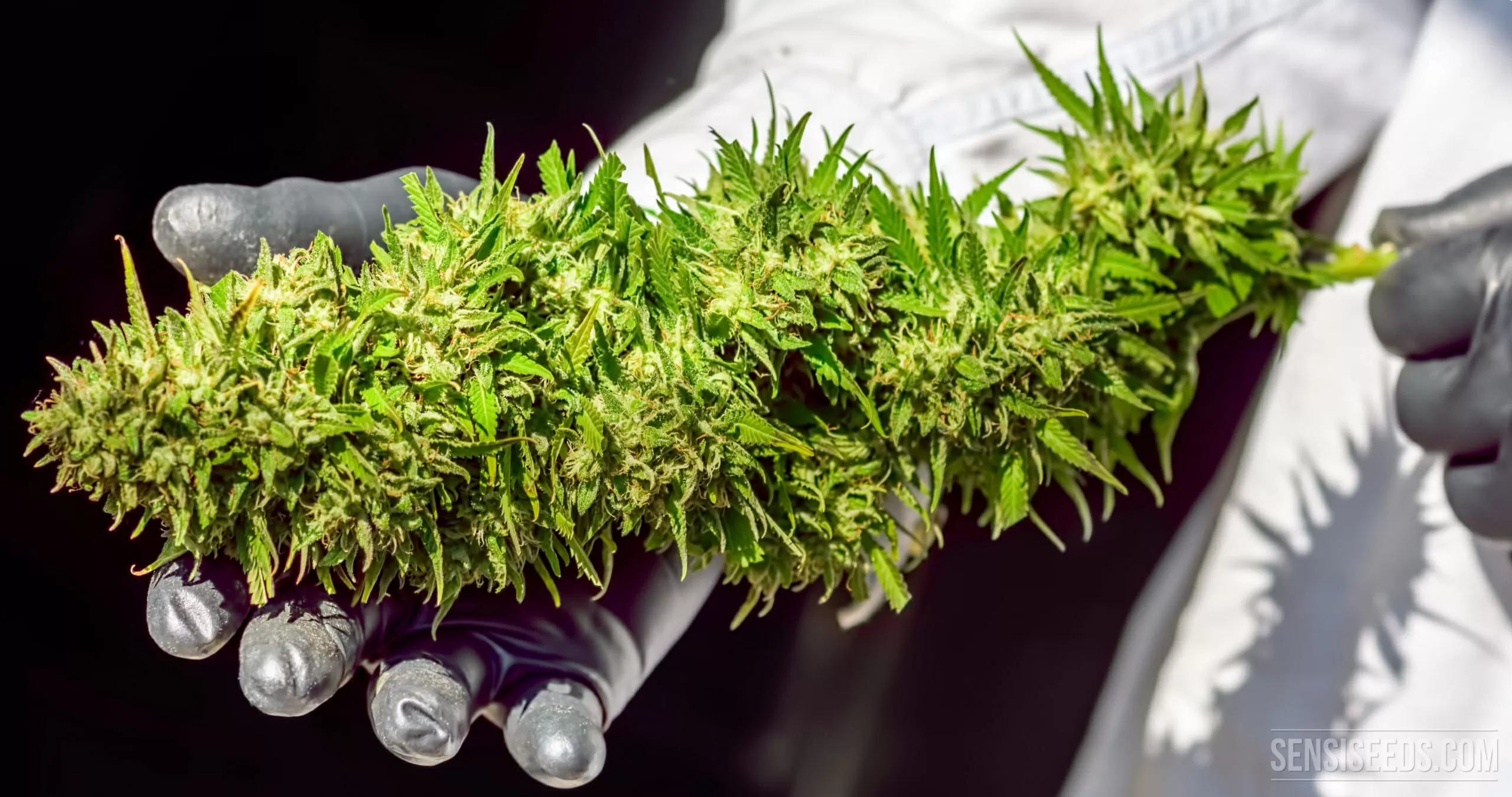 Rendimiento de una planta de cannabis