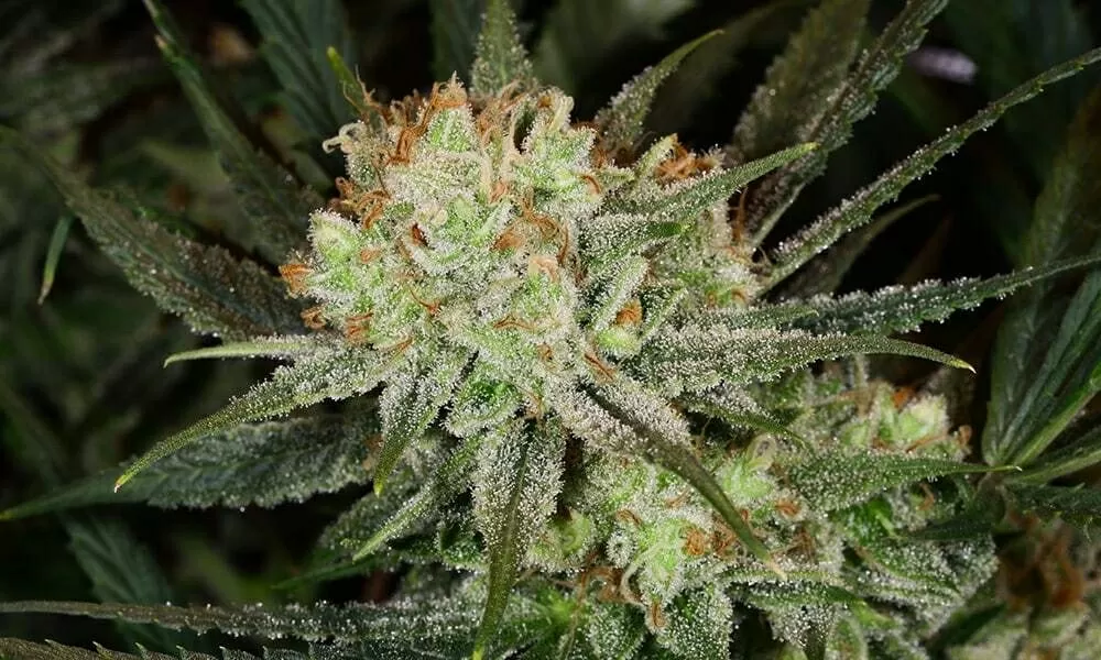 Principales caracteristiques du super lemon haze