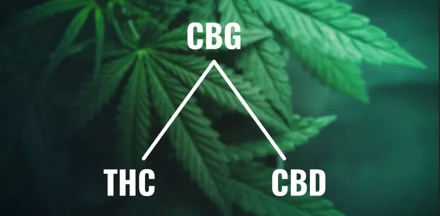 Cbd thc cbg