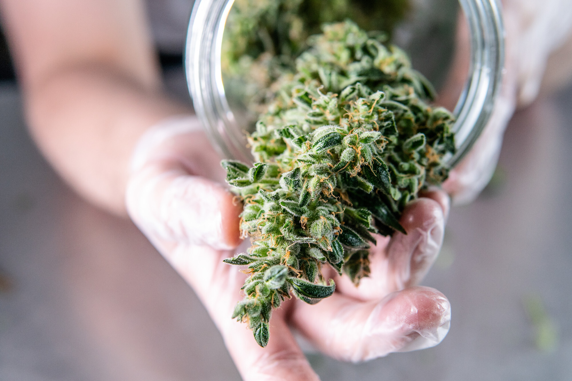 Mais qu'est-ce qui a rendu l'Amnesia Haze si célèbre?