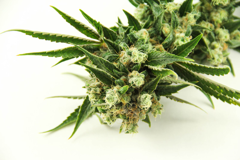 How to grow Candy Kush indoors