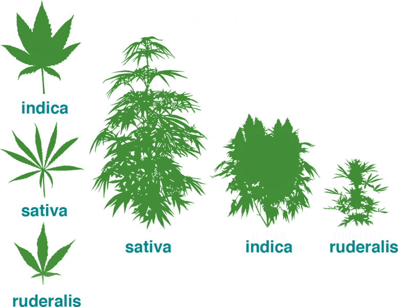 El cannabis Ruderalis es una variedad de cannabis relativamente nueva en el panorama del cultivo de cannabis. Crece en las regiones más frías del mundo, generalmente por encima de los 50 grados al norte del ecuador (en lugares como Rusia y China).