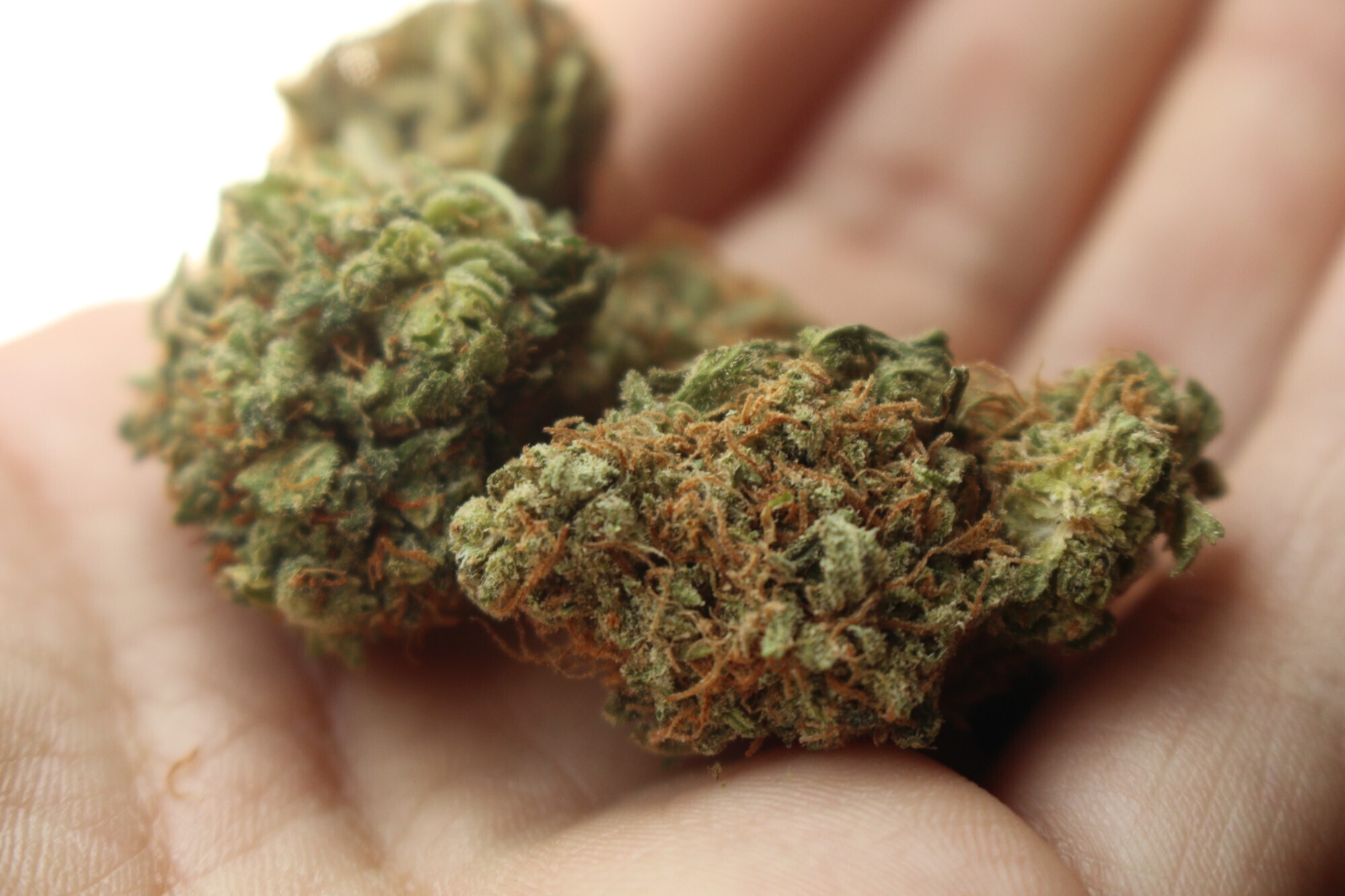 L'OG Kush a des caractéristiques très particulières. Tout d'abord, son potentiel médicinal très élevé et sa gamme unique de saveurs et d'arômes.