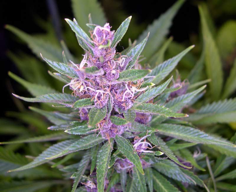 L'interaction entre cette variété de marijuana et son cultivateur est très simple : Purple Haze fleurit en 8-9 semaines environ, présentant des bourgeons violets et lavande.