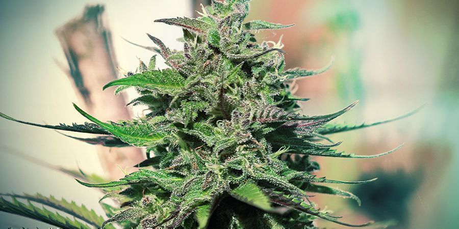 Caractéristiques de la Purple Punch