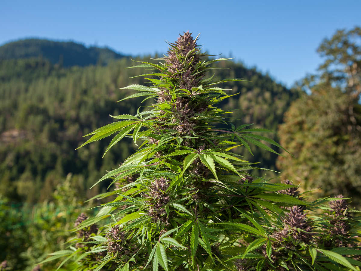 Comment cultiver du cannabis en extérieur