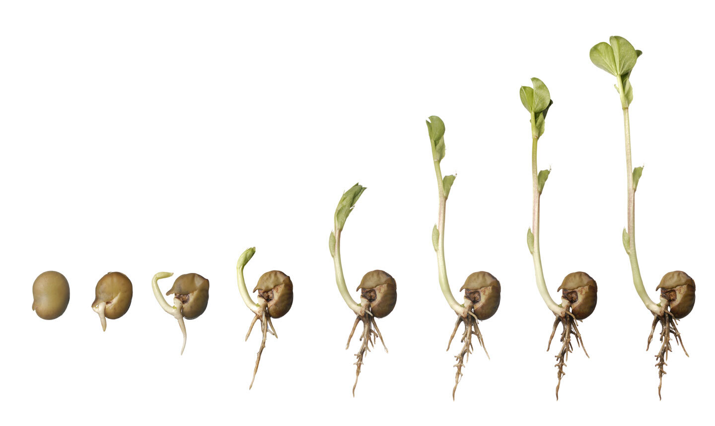 Il n'existe pas de recette magique pour faire germer rapidement vos graines. Il s'agit de maintenir l'environnement de germination suffisamment humide et à la bonne température.