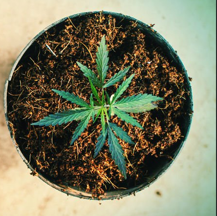 L'arrosage et l'alimentation des plants de cannabis cultivés dans la fibre de coco est une transition relativement simple pour les cultivateurs hydroponiques et les cultivateurs biologiques.