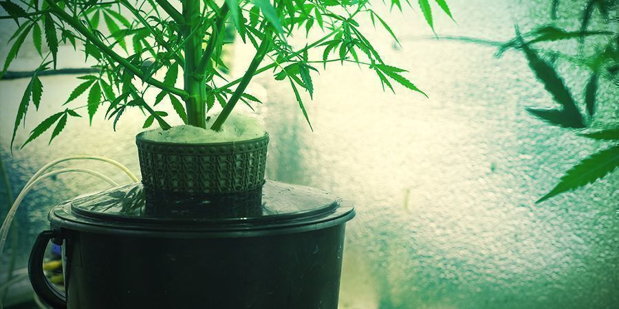 Pour tirer le meilleur parti de la culture hydroponique de la marijuana, il est nécessaire d'examiner attentivement tous les éléments qui la composent afin de rendre l'ensemble du système facilement gérable, au bénéfice du rendement ultérieur des plants de cannabis.