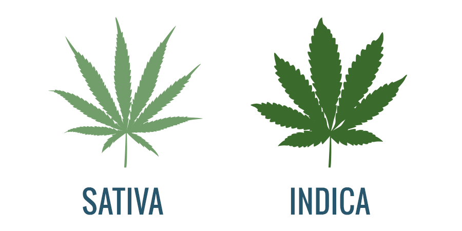 Una de las formas más comunes de distinguir entre las plantas de cannabis indica y sativa es observando la forma y el grosor de las hojas: las plantas sativa producen hojas más largas y estrechas que las plantas indica, que parecen más gruesas y menos afiladas.