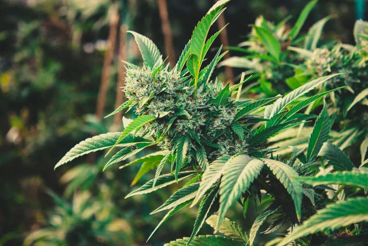 La culture à autofloraison en extérieur du cannabis peut être très satisfaisante, avec des rendements qui ne gêneront pas même le cultivateur le plus expérimenté.