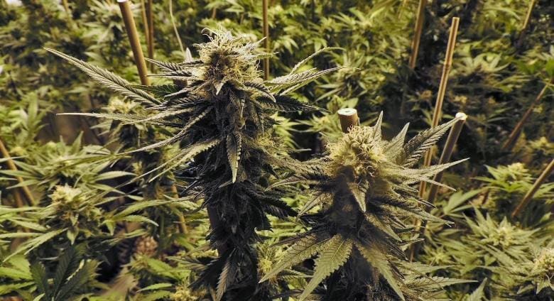 Conseils pour la culture de Mango Kush