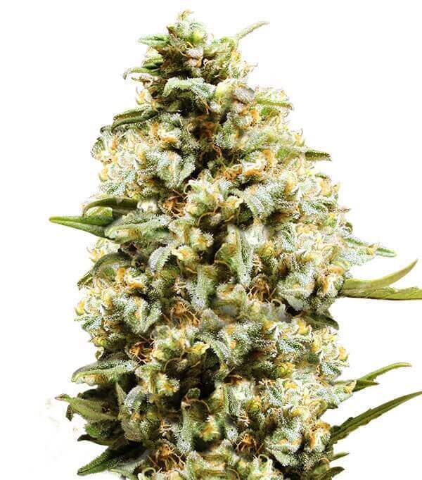 Critical Autoflowering combine les qualités de la légendaire Critical, à haut rendement, avec des génétiques ruderalis à floraison rapide.