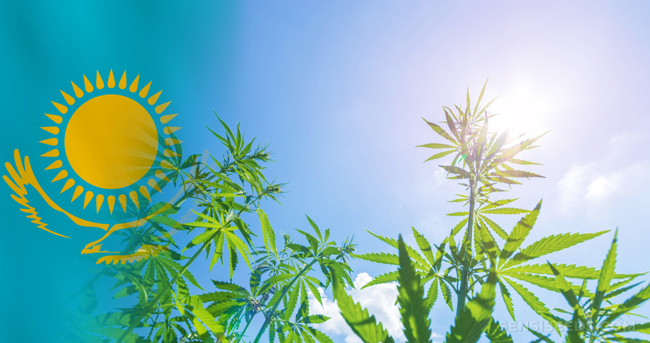 Si vous décidez de cultiver du cannabis, le premier choix que vous aurez à faire est de choisir entre la culture en extérieur et la culture en intérieur.