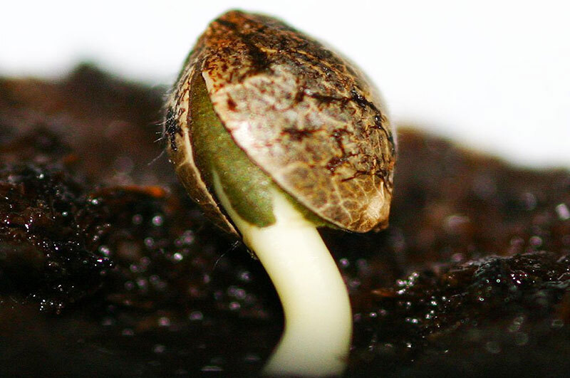 Cultivar el cannabis en casa y en un ambiente interior ofrece una serie de ventajas: permite vigilar y controlar el progreso del cultivo de forma capilar y selectiva, preservando las plantas de posibles infestaciones causadas por insectos y parásitos y permitiendo reproducir el microclima más favorable según el tipo de semilla elegido