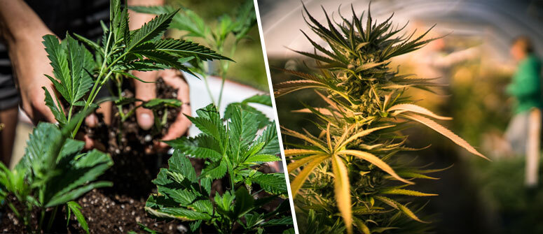 Por regla general, la venta de marihuana dentro de los Clubes Sociales de Cannabis es producida y vendida al Club por los "socios cultivadores". Esto se llama: "cultivo colectivo de Cannabis sin ánimo de lucro".