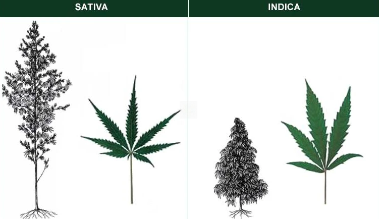 Las diferencias entre índica y sativa son múltiples y se refieren a factores climáticos y condiciones ambientales, factores morfológicos y de floración, y factores consecuentes que causan problemas psicofísicos en los usuarios.