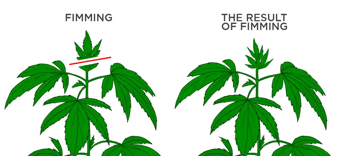Le Fimming est une technique souvent utilisée pour augmenter les rendements de production en remplacement de l’écimage classique.