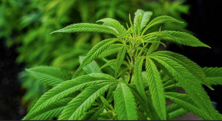 Las variedades de marihuana se pueden clasificar en función de tres especies diferentes: el cannabis sativa, la más común, el cannabis indica y, por último, el cáñamo ruderalis, utilizado normalmente en el sector industrial y textil.