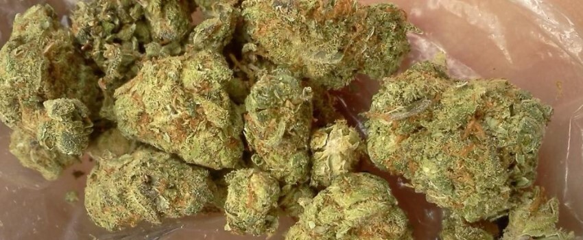 La variété de marijuana Mango Kush est appréciée des consommateurs habituels de cannabis. Dans cet article, nous allons aborder tout ce que vous devez savoir sur cette variété de cannabis intéressante et populaire.