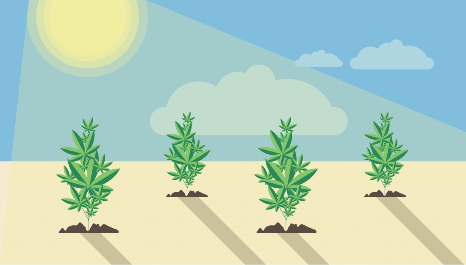 There are several ways of manipulating the photoperiod to extend the night. The simplest option when grown in pots is to move the plants every evening to a dark room or wardrobe and keep them there for twelve hours before going back out the next morning.