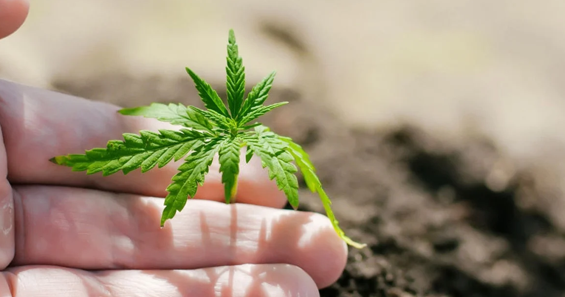 La fase vegetativa es la fase central del desarrollo de nuestra planta y, sin duda, la más importante.