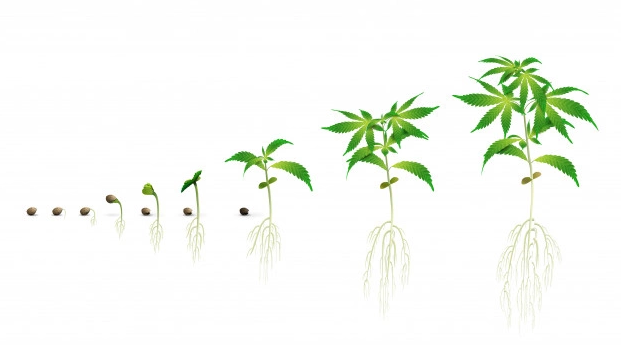 Definiremos la fase de germinación como el periodo en el que la semilla se convierte en una plántula. Si utilizáramos esquejes de cannabis, este tiempo de germinación abarcaría desde el momento de la clonación hasta la aparición de las primeras raíces.