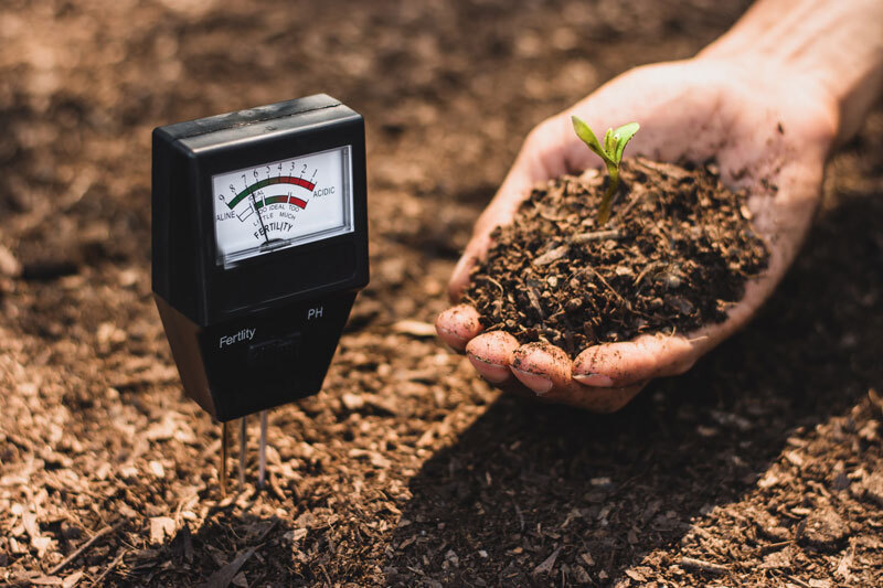 Le développement et la croissance sont l'une des principales étapes du cycle de vie de la plante de cannabis. À ce stade, la plante de cannabis requiert davantage de soins et de vigilance, car elle doit absorber les macronutriments de base tels que l'azote, le potassium, le calcium, le magnésium et d'autres minéraux.