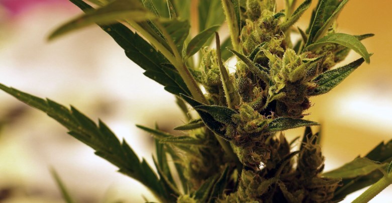 Les graines de cannabis la Bubble Gum